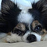 dog, small_dog, fluffy, long_hair, black_and_white, brown, face, eyes, nose, ears, pet, animal, portrait, close_up, lying_down, bed, bedding, pillow, indoors, sleepy