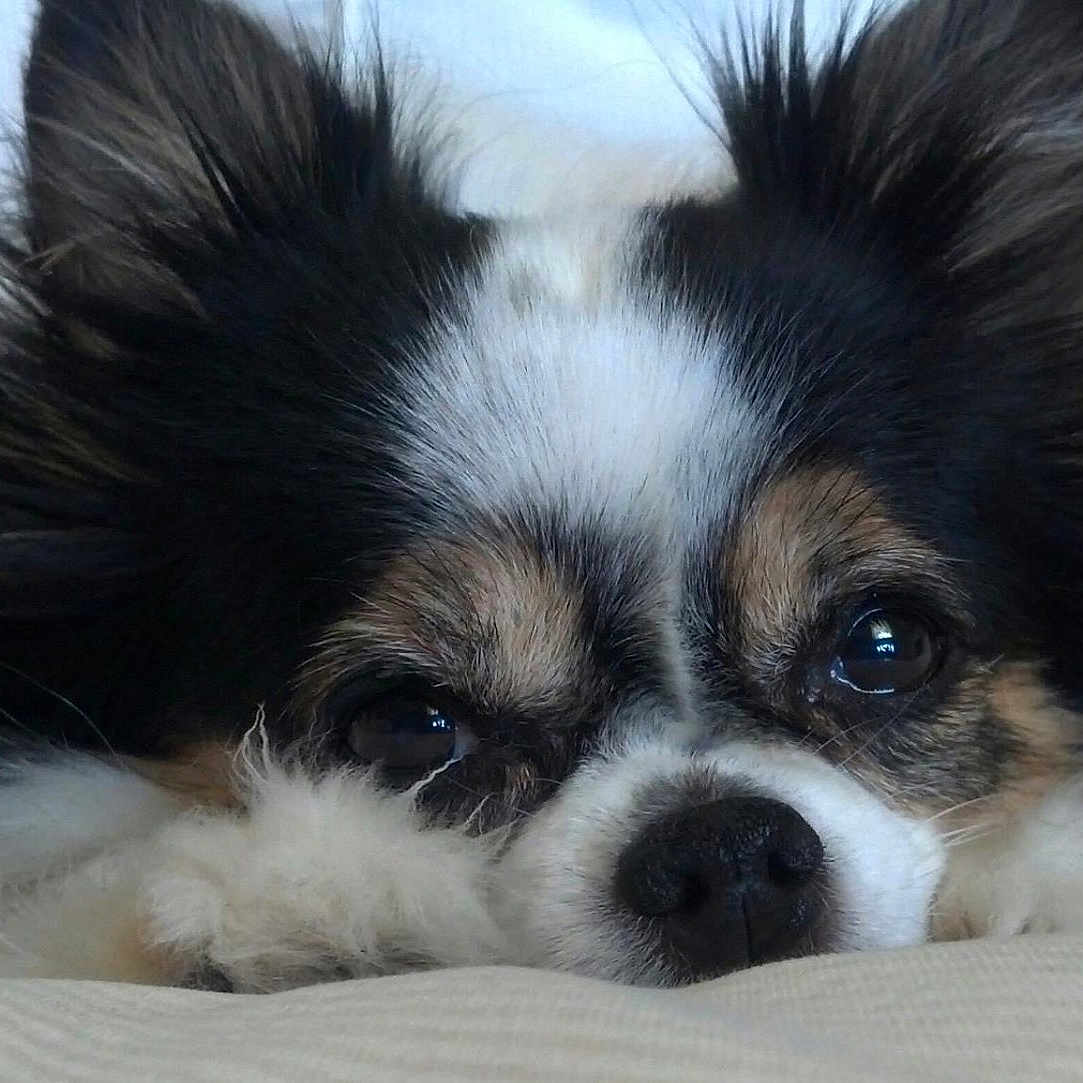 Mia