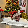Damon Jiménez Romeu is registered to the contest to win money with this photo: baby, santa_hat, blanket, christmas_tree, presents, holiday, festive, indoors, floor, decorations, gift_bags, toddler, knitted, red, white, cute, holiday_lighting, cozy, celebration, child