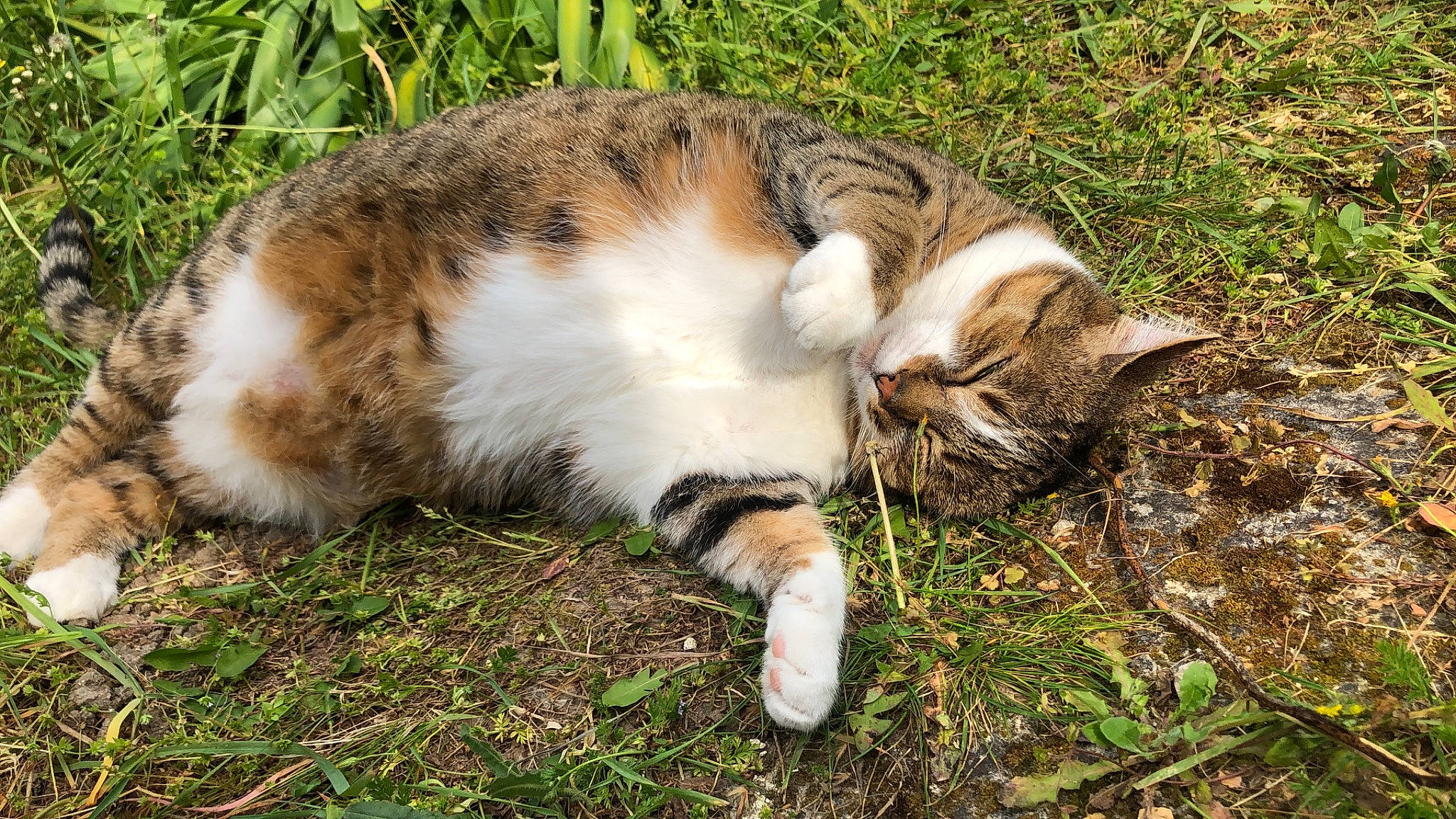 Yvette a rejoint le concours — aidez-le/la à gagner de superbes lots ! carnivore, cat, claw, domestic_short_haired_cat, fawn, felidae, fur, grass, groundcover, paw, plant, reef, small_to_medium_sized_cats, snout, tail, terrestrial_animal, tree, whiskers, wildlife