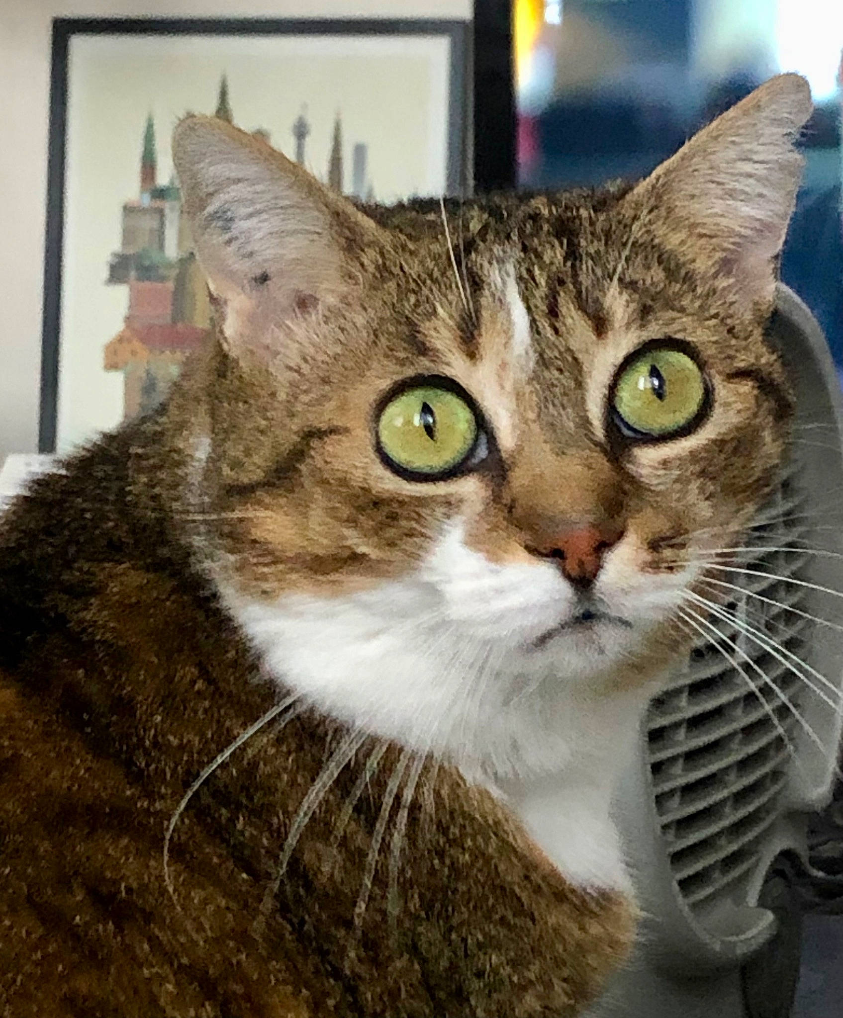 Yvette a rejoint le concours — aidez-le/la à gagner de superbes lots ! carnivore, cat, collar, domestic_short_haired_cat, eye, felidae, fur, photo_caption, small_to_medium_sized_cats, snout, terrestrial_animal, whiskers