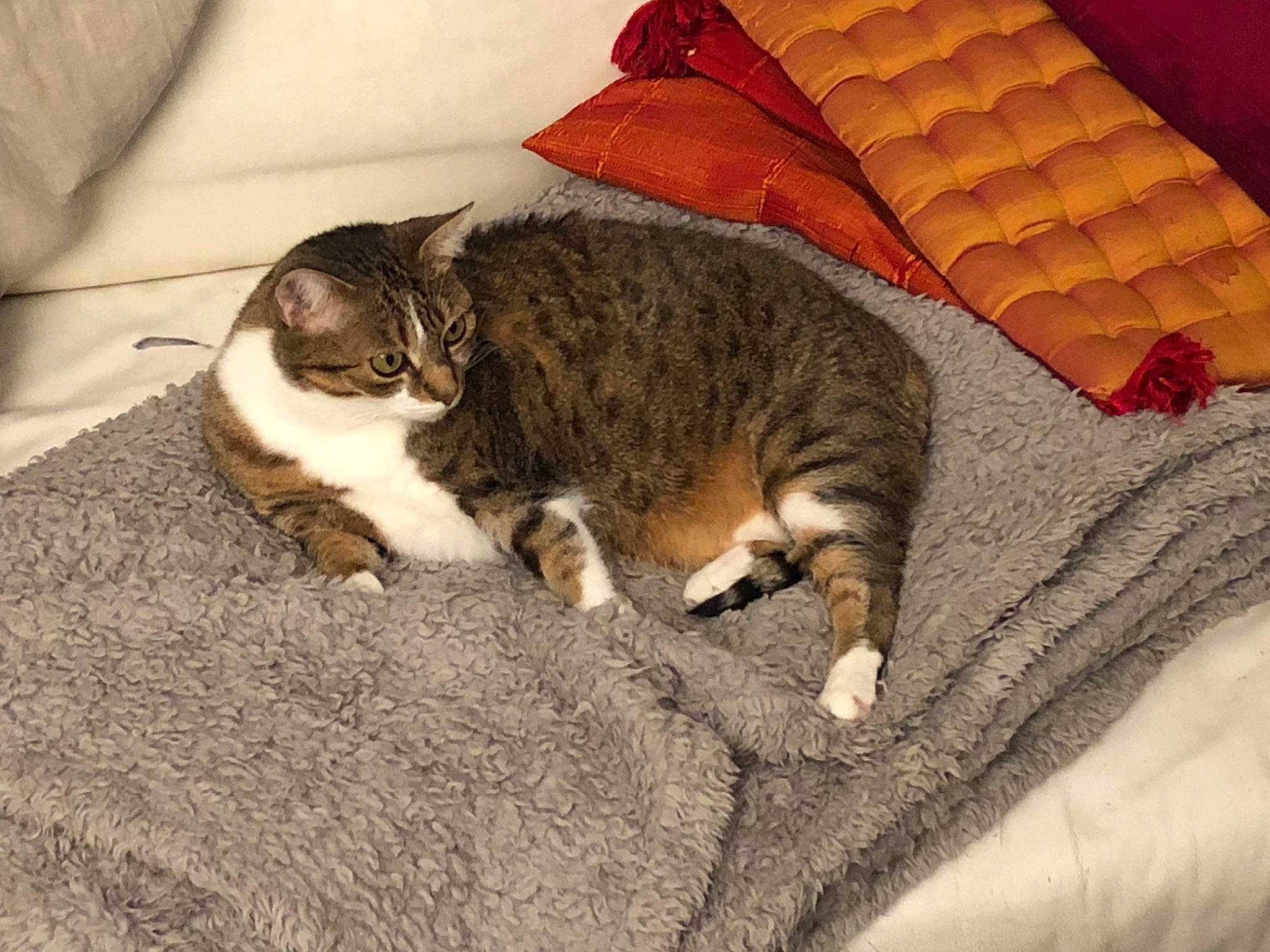 Yvette a rejoint le concours — aidez-le/la à gagner de superbes lots ! bed_sheet, bedding, blanket, brown, carnivore, cat, comfort, domestic_short_haired_cat, felidae, fur, linens, nap, paw, room, sleep, small_to_medium_sized_cats, tail, whiskers, wood