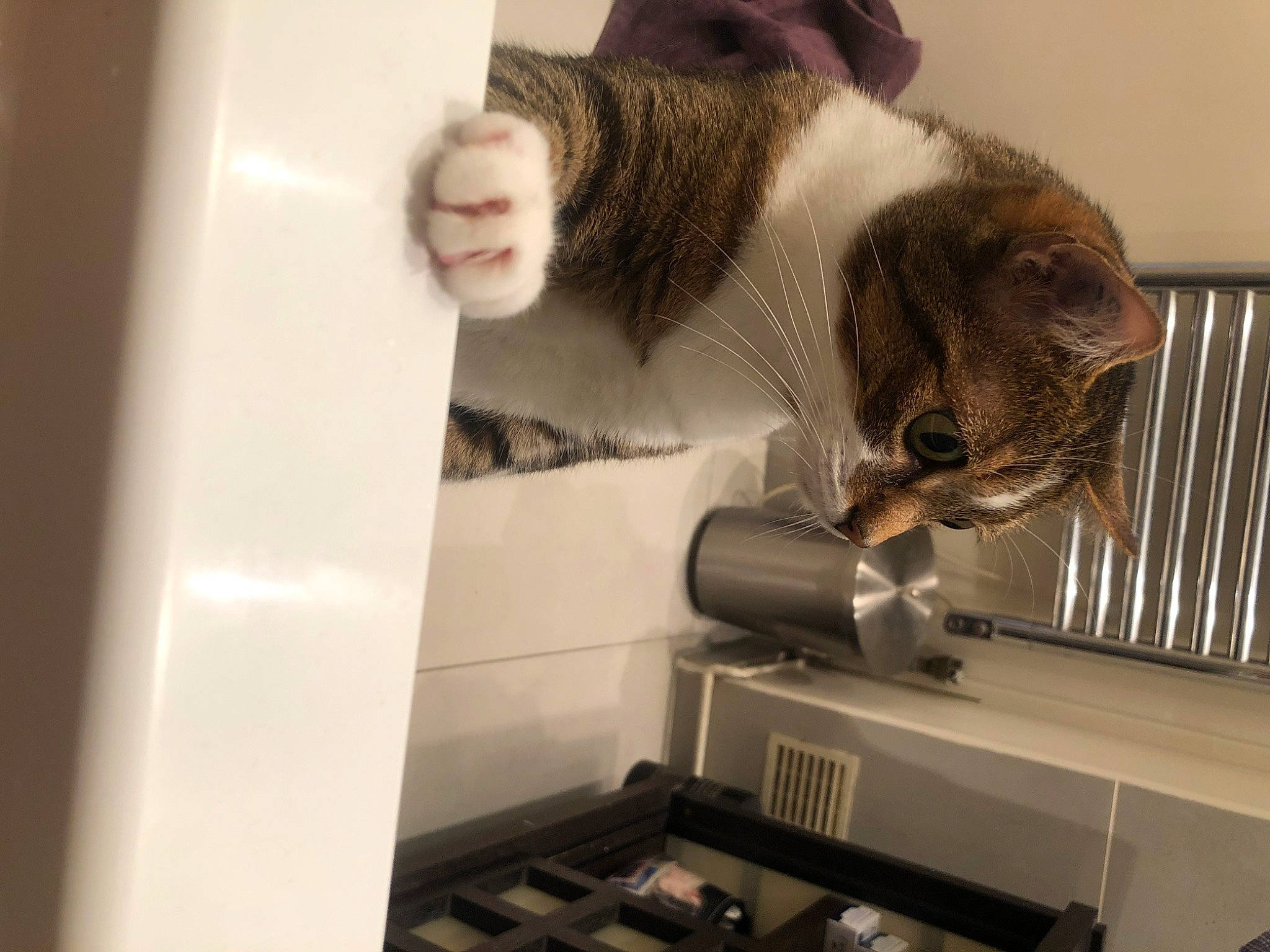 Yvette participe au concours pour gagner de l'argent avec cette photo : carnivore, cat, comfort, cooking, domestic_short_haired_cat, felidae, fur, home_appliance, kitchen_appliance, machine, major_appliance, office_equipment, office_supplies, pet_supply, room, small_to_medium_sized_cats, snout, tail, whiskers