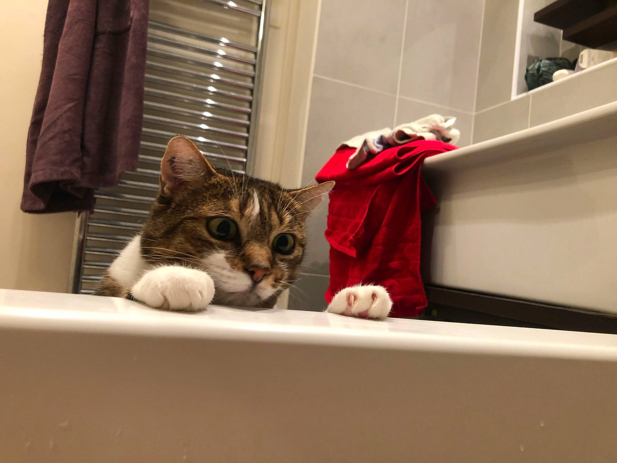 Yvette a rejoint le concours — aidez-le/la à gagner de superbes lots ! bag, box, cardboard, carnivore, cat, comfort, curtain, domestic_short_haired_cat, felidae, fur, mammal, packaging_and_labeling, paw, room, sitting, small_to_medium_sized_cats, vertebrate, whiskers, window, wood