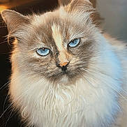 Lilly joined the competition — help win amazing prizes! animal, blue_eyes, cat, closeup, cozy, curtains, cute, domestic_cat, face, feline, fluffy, furry, indoor, looking, pet, portrait, sitting, soft_fur, warm_light, whiskers