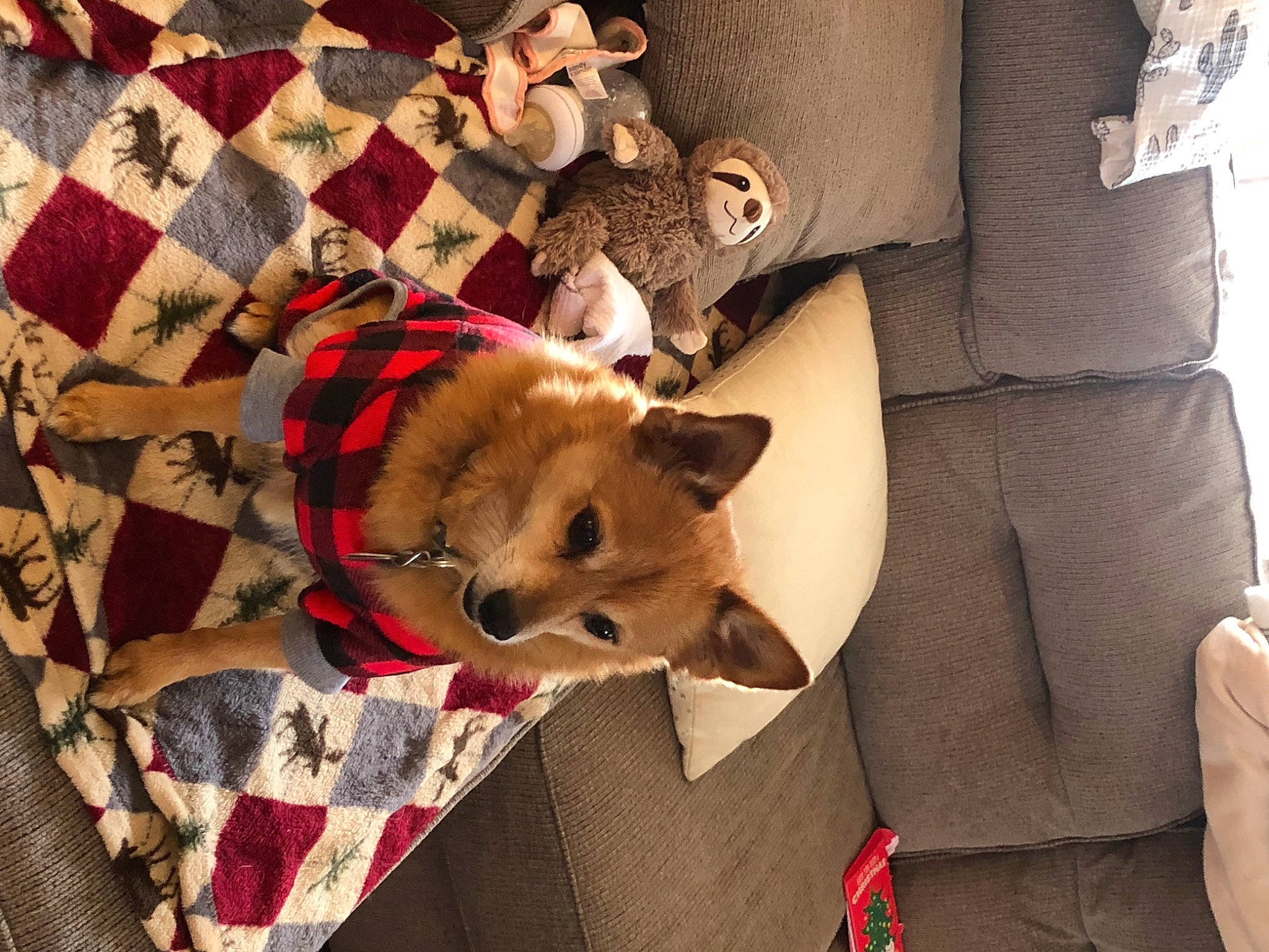 Oliver joined the competition — help win amazing prizes! bag, canidae, carnivore, comfort, companion_dog, dog, dog_breed, dog_clothes, dog_supply, fawn, felidae, fur, linens, pattern, pet_supply, stuffed_toy, textile, toy_dog, wood, working_animal