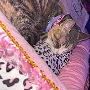 Stormi is registered to the contest to win money with this photo: cat, tabby, sleeping, pillow, plush, blanket, pink, leopard_print, fur, domestic_cat, collar, resting, cute, pet, cozy, animal, indoor, soft, relaxation, napping