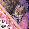 cat, tabby, sleeping, pillow, plush, blanket, pink, leopard_print, fur, domestic_cat, collar, resting, cute, pet, cozy, animal, indoor, soft, relaxation, napping