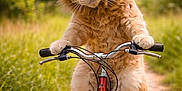 Velcro participe au concours pour gagner de l'argent avec cette photo : adventure, animal, bicycle, cat, costume, cute, cycling, fluffy, forest_path, funny, greenery, lion_costume, nature, orange_cat, outdoor, pet, playful, sunny, whiskers, wildlife