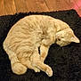 Velcro a rejoint le concours — aidez-le/la à gagner de superbes lots ! animal, black_rug, calm, cat, cozy, cute, cute_pet, domestic_cat, feline, fur, indoor, orange_cat, paws, pet, relaxed, resting, sleeping, tail, whiskers, wooden_floor