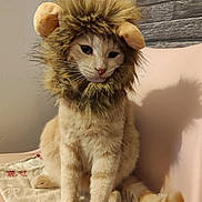 Velcro participe au concours pour gagner de l'argent avec cette photo : animal, calm, cat, chair, costume, cute, domestic_cat, feline, fur, furry, home, indoor, lion_mane, orange_cat, pet, portrait, shadow, sitting, soft_light, whiskers