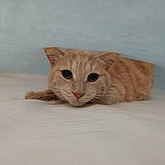 Velcro participe au concours pour gagner de l'argent avec cette photo : cat, ginger_cat, pet, animal, whiskers, ears, lying_down, soft_surface, indoor, curious, feline, closeup, portrait, cute, relaxed, wide_eyes, beige, blue_wall, domestic_cat, mammal