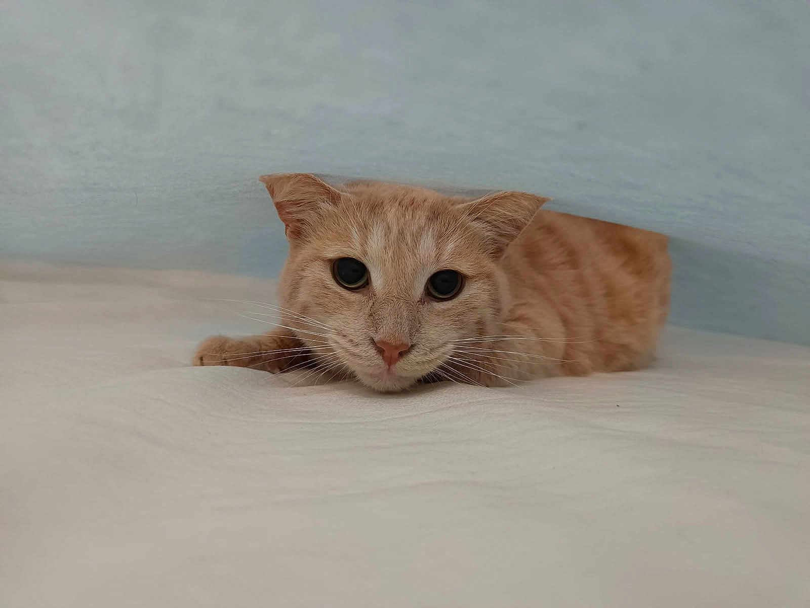 Velcro participe au concours pour gagner de l'argent avec cette photo : cat, ginger_cat, pet, animal, whiskers, ears, lying_down, soft_surface, indoor, curious, feline, closeup, portrait, cute, relaxed, wide_eyes, beige, blue_wall, domestic_cat, mammal