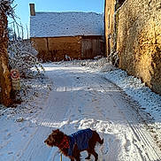 Rocky a rejoint le concours — aidez-le/la à gagner de superbes lots ! building, coat, cold, dog, fence, footprints, leafless_tree, leash, nature, outdoor, path, quiet, rural, scarf, shadow, sky, snow, stone_wall, sunlight, winter
