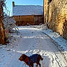 building, coat, cold, dog, fence, footprints, leafless_tree, leash, nature, outdoor, path, quiet, rural, scarf, shadow, sky, snow, stone_wall, sunlight, winter