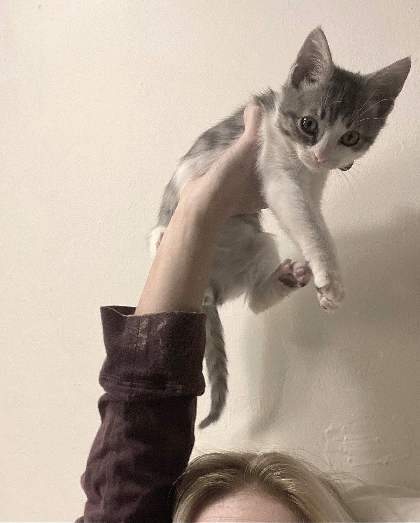 Levi joined the competition — help win amazing prizes! carnivore, cat, ear, elbow, eyelash, eyewear, fawn, felidae, flash_photography, gesture, hand, happy, human_body, jaw, neck, small_to_medium_sized_cats, tail, toy, whiskers, wrist