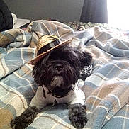 Koda is registered to the contest to win money with this photo: dog, pet, black_dog, hat, costume, blanket, plaid, bed, indoor, cozy, fur, animal, cute, relaxed, small_dog, resting, fabric, home, casual, accessory