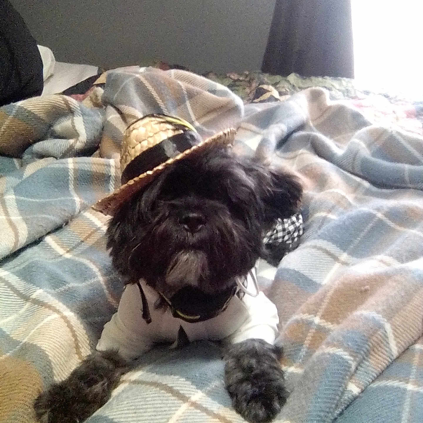 Koda is registered to the contest to win money with this photo: dog, pet, black_dog, hat, costume, blanket, plaid, bed, indoor, cozy, fur, animal, cute, relaxed, small_dog, resting, fabric, home, casual, accessory