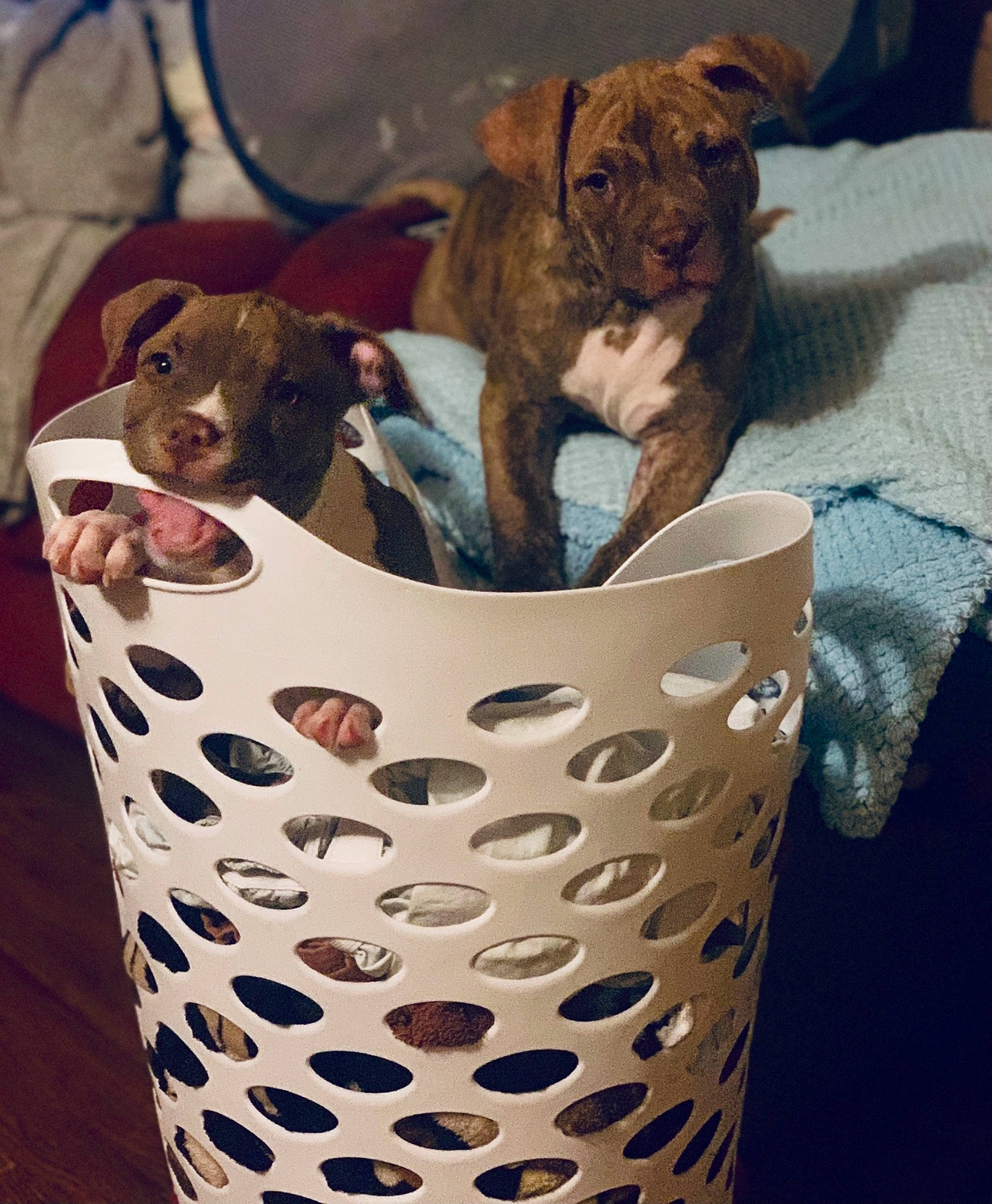 Nina N G is registered to the contest to win money with this photo: canidae, carnivore, dog, dog_breed, fawn, mammal, non_sporting_group