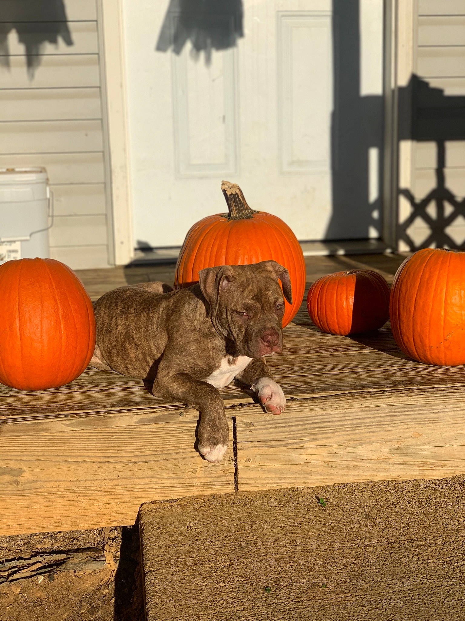 Nina N G is registered to the contest to win money with this photo: calabaza, canidae, carnivore, carving, cucurbita, dog, dog_breed, floor, gourd, guard_dog, non_sporting_group, orange, plant, pumpkin, puppy, sporting_group, vegetable, winter_squash, wood