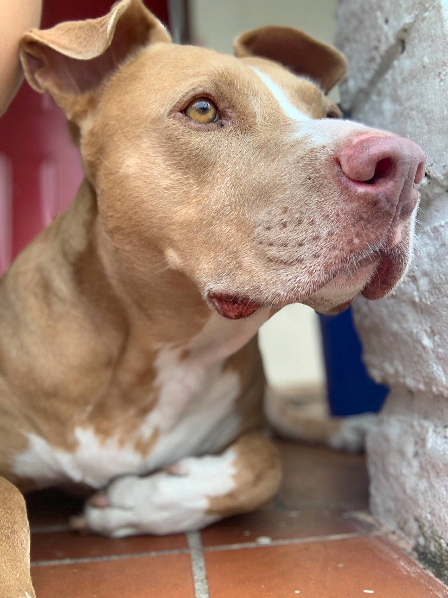 Gordo is registered to the contest to win money with this photo: american_pit_bull_terrier, american_staffordshire_terrier, ancient_dog_breeds, bull_and_terrier, bully_kutta, canidae, carnivore, cordoba_fighting_dog, dog, dog_breed, fawn, mammal, non_sporting_group, nose, pit_bull, rare_breed_dog, snout, sporting_group, vertebrate