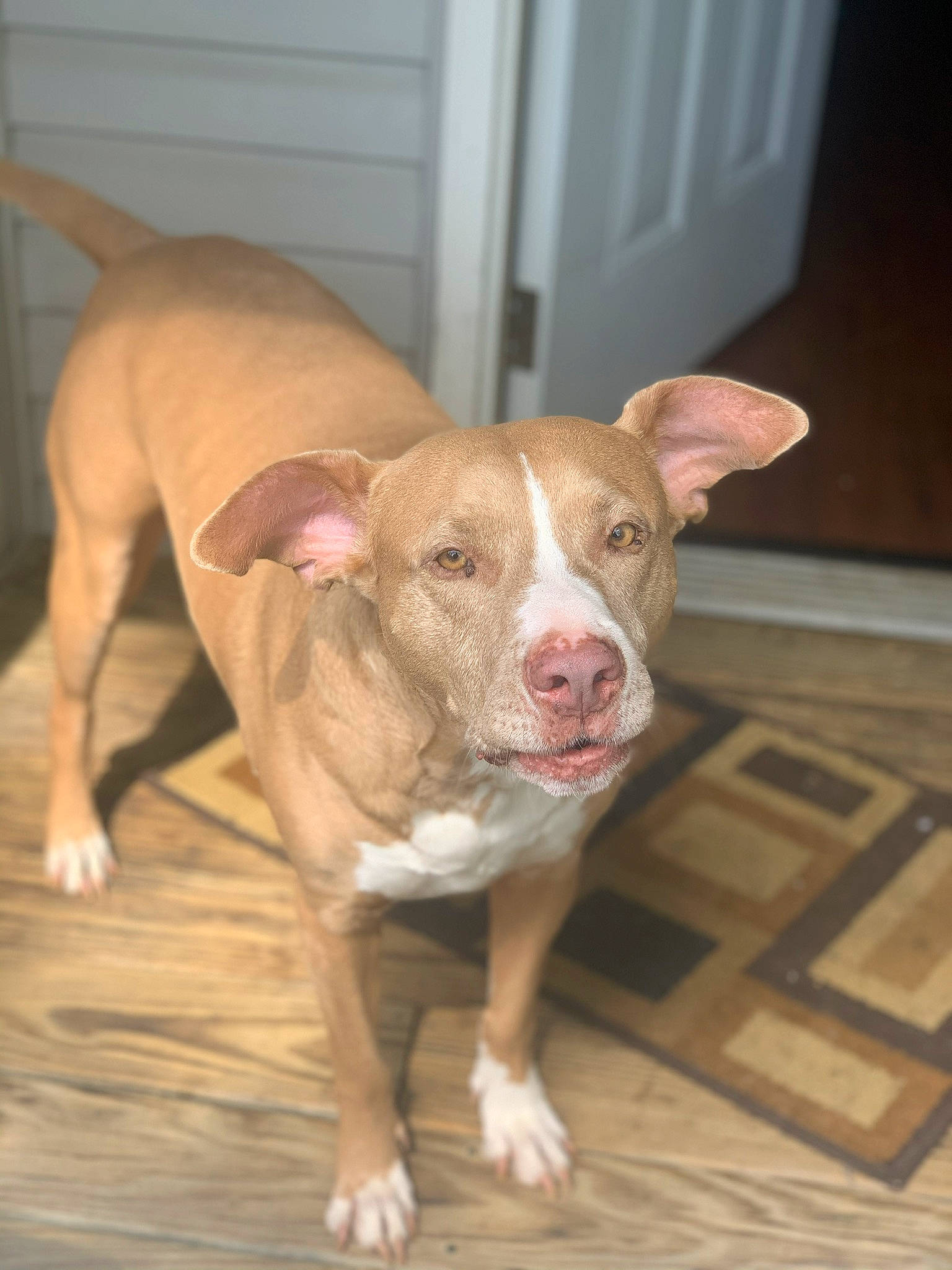 Gordo joined the competition — help win amazing prizes! american_pit_bull_terrier, american_staffordshire_terrier, bull_and_terrier, canidae, carnivore, dog, dog_breed, ear, fawn, mammal, non_sporting_group, nose, pit_bull, rare_breed_dog, snout, tail, vertebrate, whiskers