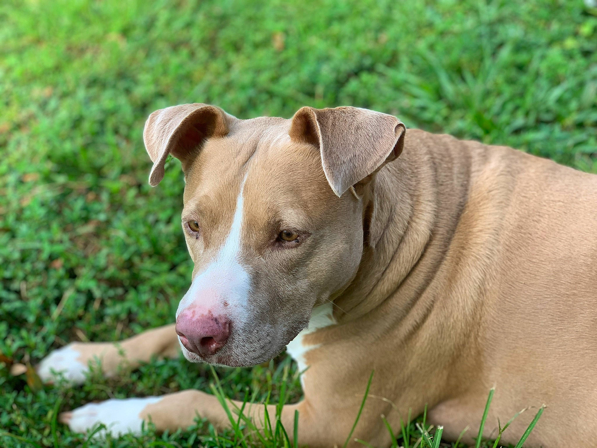 Gordo is registered to the contest to win money with this photo: american_pit_bull_terrier, american_staffordshire_terrier, canidae, carnivore, catahoula_bulldog, companion_dog, dog, dog_breed, fawn, grass, mammal, non_sporting_group, old_english_terrier, pit_bull, plant, rare_breed_dog, snout, sporting_group, terrier, vertebrate