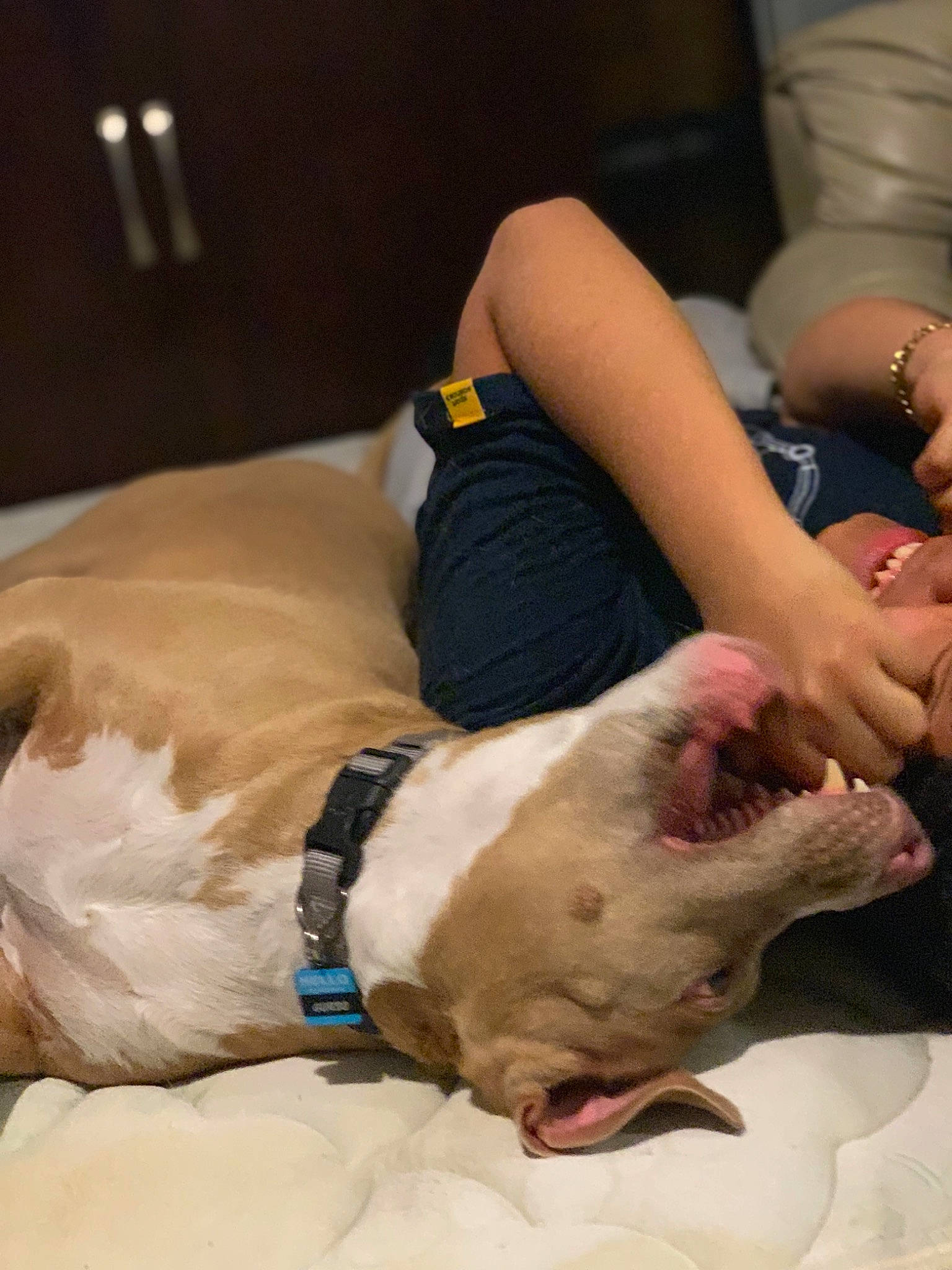 Gordo is registered to the contest to win money with this photo: american_bulldog, american_pit_bull_terrier, american_staffordshire_terrier, canidae, carnivore, companion_dog, dog, dog_breed, fawn, leg, non_sporting_group, old_english_bulldog, olde_english_bulldogge, pit_bull, puppy_love, sporting_group