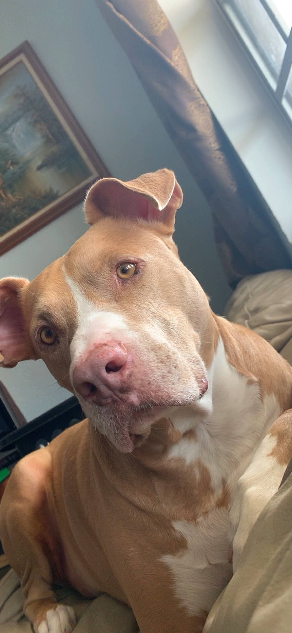 Gordo is registered to the contest to win money with this photo: american_pit_bull_terrier, american_staffordshire_terrier, bull_and_terrier, canidae, carnivore, dog, dog_breed, ear, fawn, jaw, mammal, non_sporting_group, nose, pit_bull, rare_breed_dog, snout, sporting_group, terrier, vertebrate, whiskers