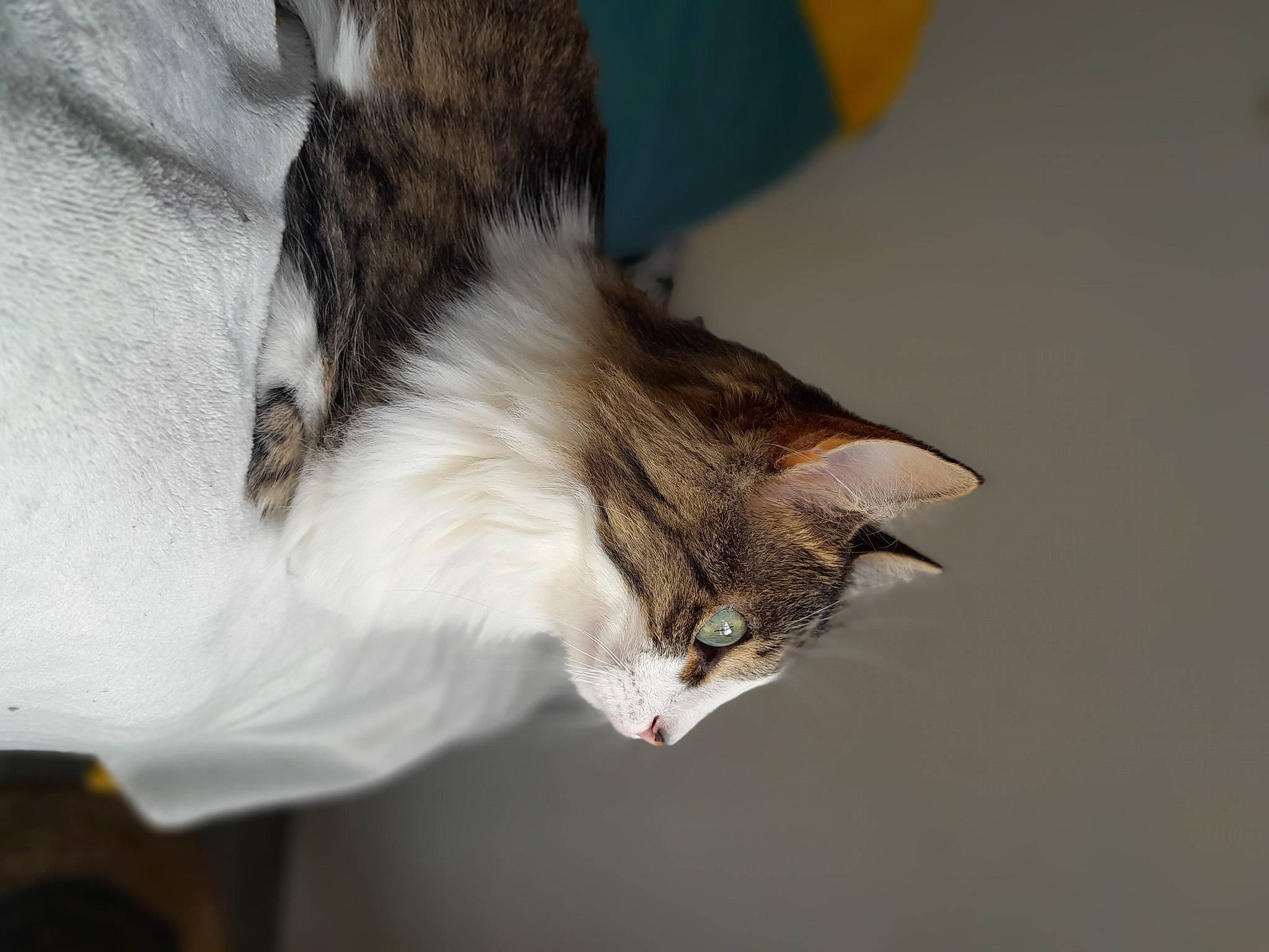 Crevette a rejoint le concours — aidez-le/la à gagner de superbes lots ! carnivore, cat, claw, comfort, domestic_short_haired_cat, felidae, fur, paw, small_to_medium_sized_cats, snout, tail, whiskers, wildlife