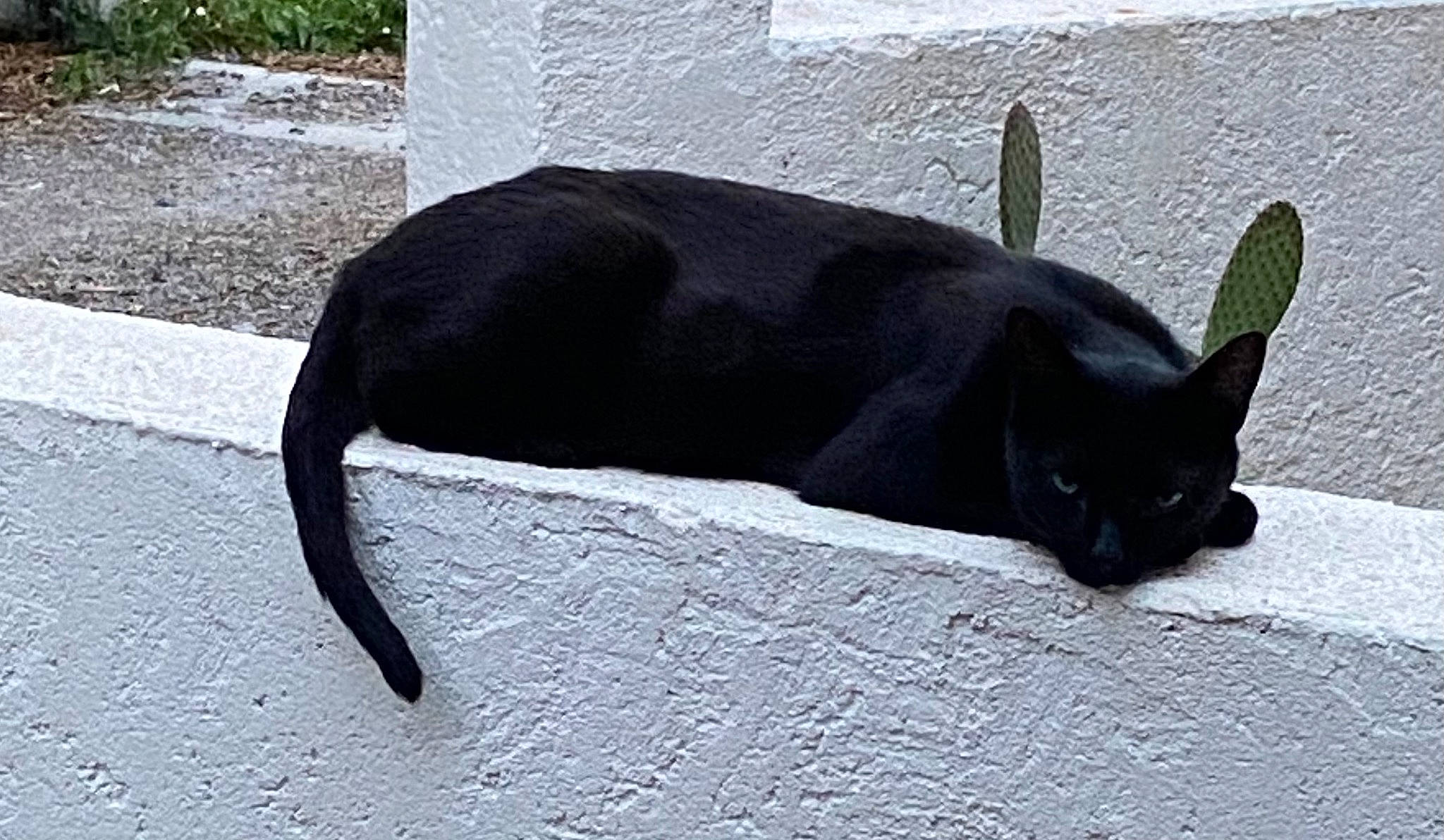 Loustick a rejoint le concours — aidez-le/la à gagner de superbes lots ! automotive_wheel_system, carnivore, cat, felidae, fur, grass, plant, shadow, small_to_medium_sized_cats, snout, tail, terrestrial_animal, whiskers