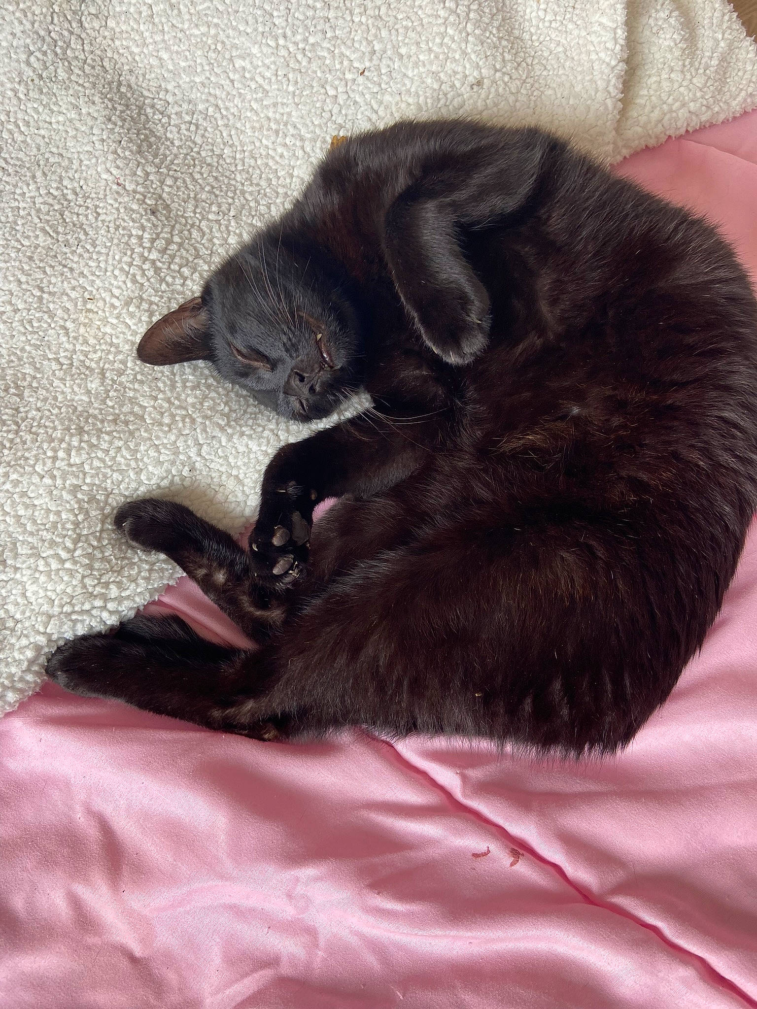 Loustick a rejoint le concours — aidez-le/la à gagner de superbes lots ! black_cat, bombay, canidae, carnivore, cat, claw, comfort, dog_breed, domestic_short_haired_cat, ear, felidae, fur, grey, mammal, nap, paw, small_to_medium_sized_cats, snout, tail, whiskers