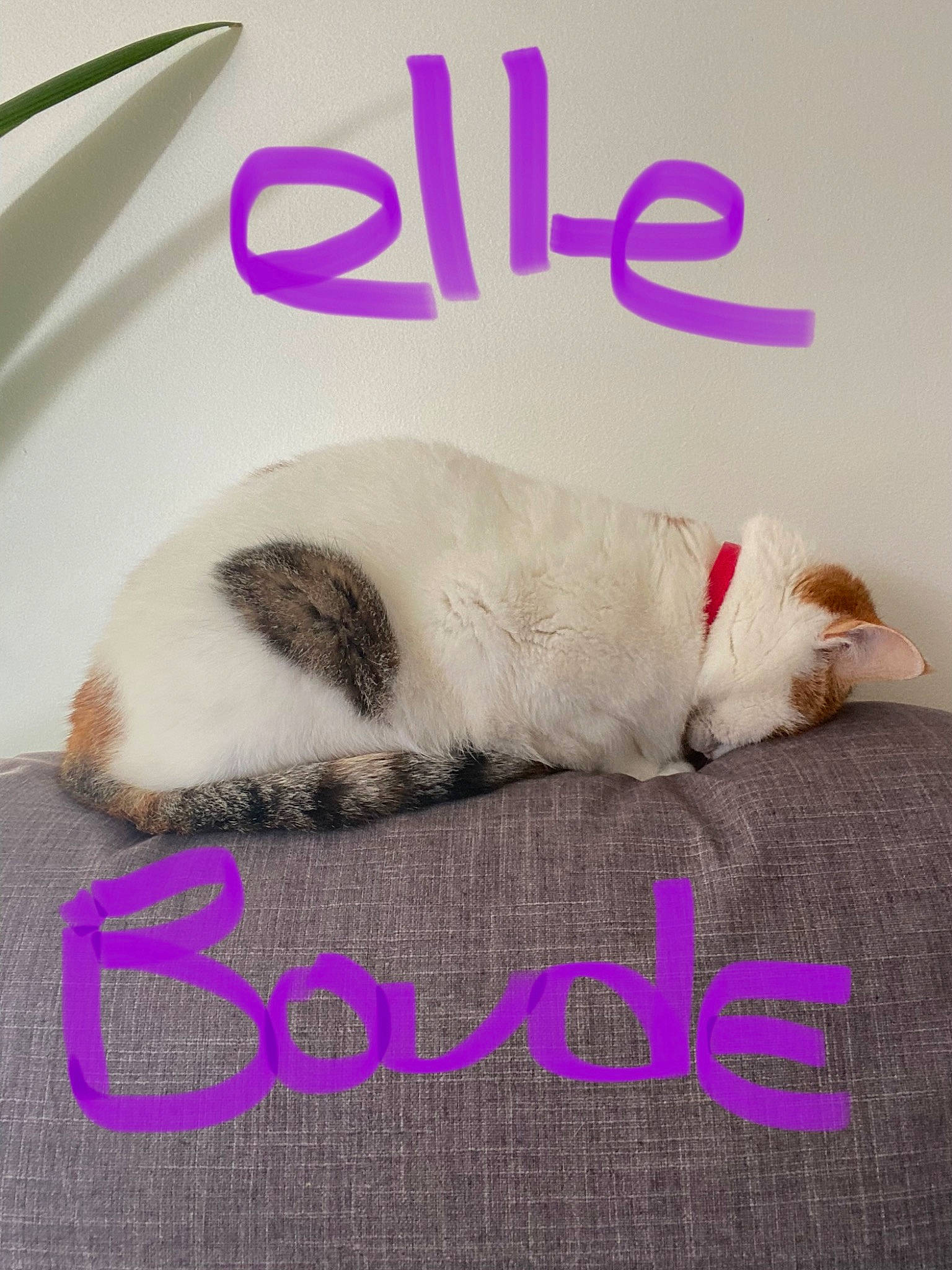 Maina participe au concours pour gagner de l'argent avec cette photo : book, canidae, carnivore, cat, collar, comfort, companion_dog, dog_breed, felidae, font, fur, linens, magenta, paper_product, paw, photo_caption, publication, small_to_medium_sized_cats, tail, whiskers