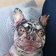 Arlette a rejoint le concours — aidez-le/la à gagner de superbes lots ! dog, french_bulldog, close_up, pet, animal, cute, lying_down, wide_eyes, merle_coat, indoor, blanket, patterned_blanket, fur, ears, snout, nose, expression, face, comfort, domestic_animal