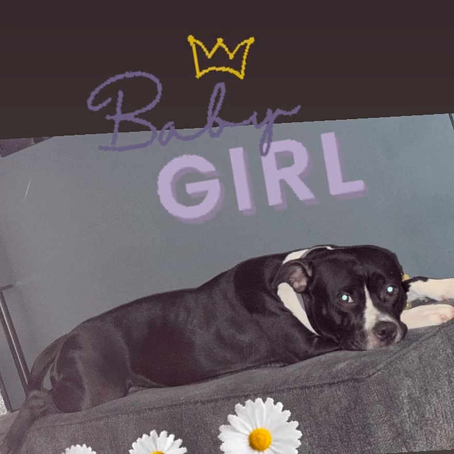 Daisy joined the competition — help win amazing prizes! animal, bostonbull, boxer, bulldog, canine, daisy, dog, electronics, envelope, flower, greetingcard, mail, mobilephone, person, pet, petal, phone, plant, puppy, text