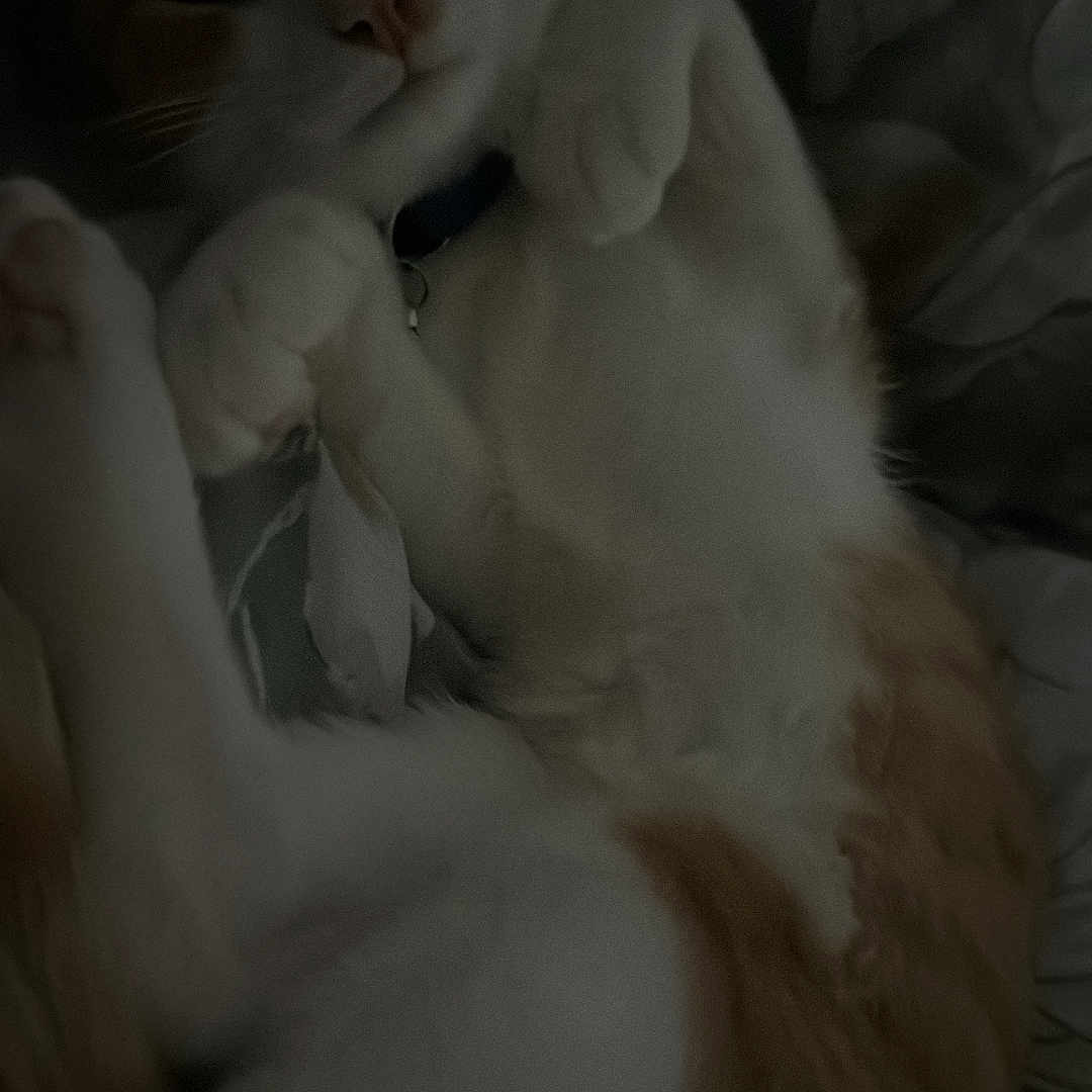 Yoda