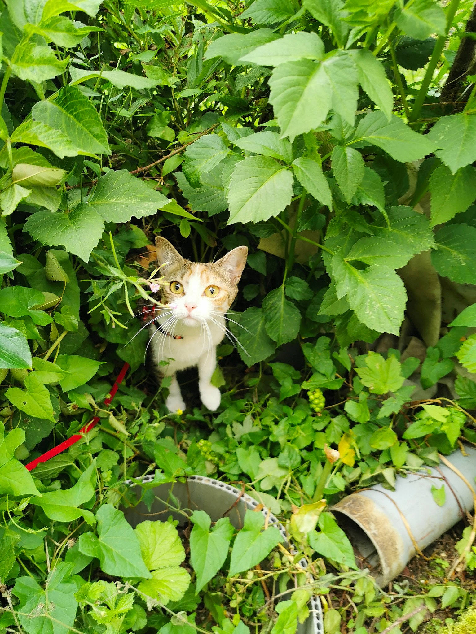 Céleste participe au concours pour gagner de l'argent avec cette photo : annual_plant, botany, carnivore, cat, domestic_short_haired_cat, fawn, felidae, flowering_plant, garden, grass, groundcover, herb, leaf, plant, shrub, small_to_medium_sized_cats, tail, terrestrial_plant, tree, whiskers