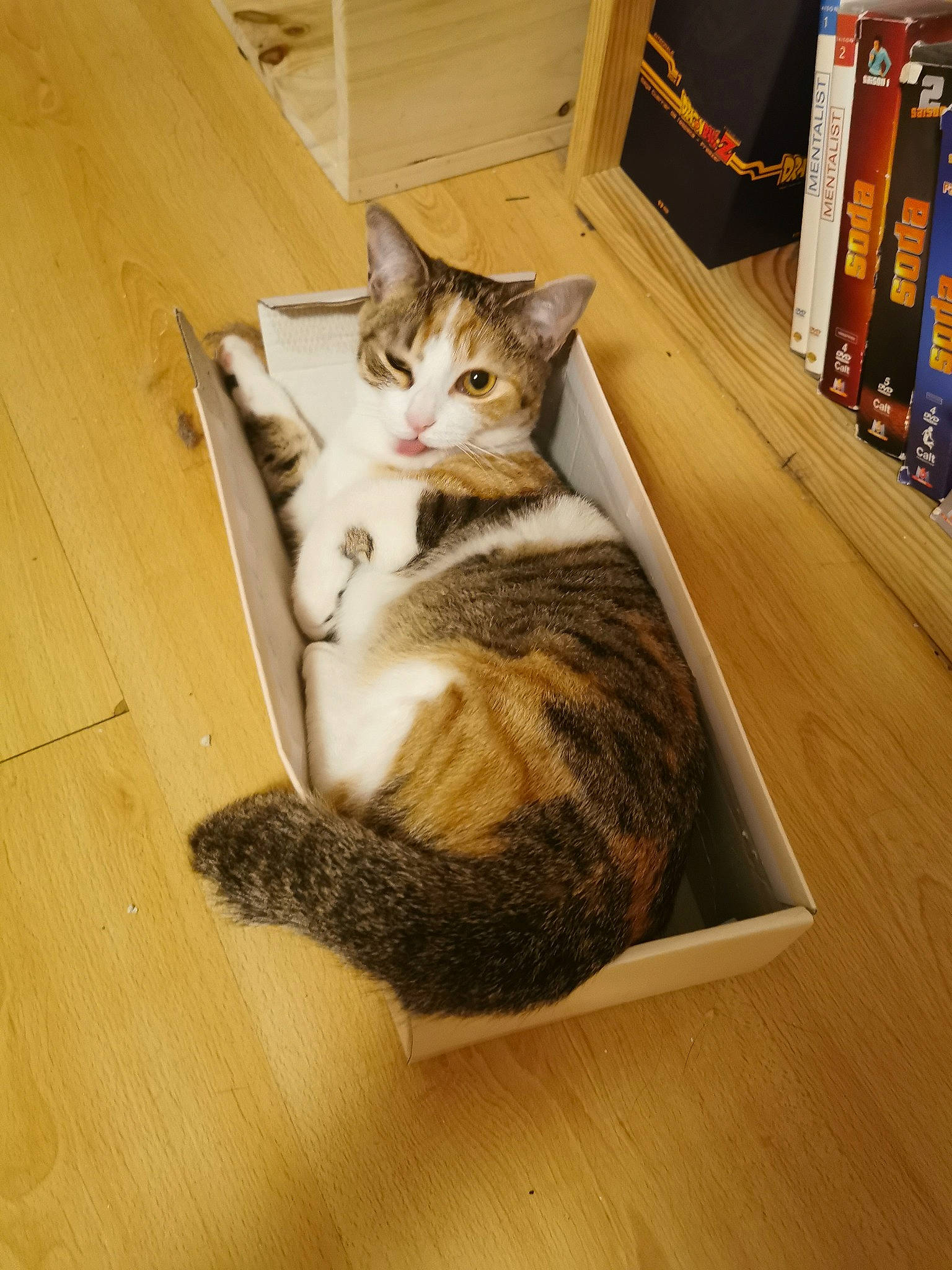 Céleste a rejoint le concours — aidez-le/la à gagner de superbes lots ! bookcase, carnivore, cat, comfort, fawn, felidae, floor, flooring, hardwood, laminate_flooring, paw, publication, shelf, shelving, small_to_medium_sized_cats, snout, tail, whiskers, wood, wood_flooring