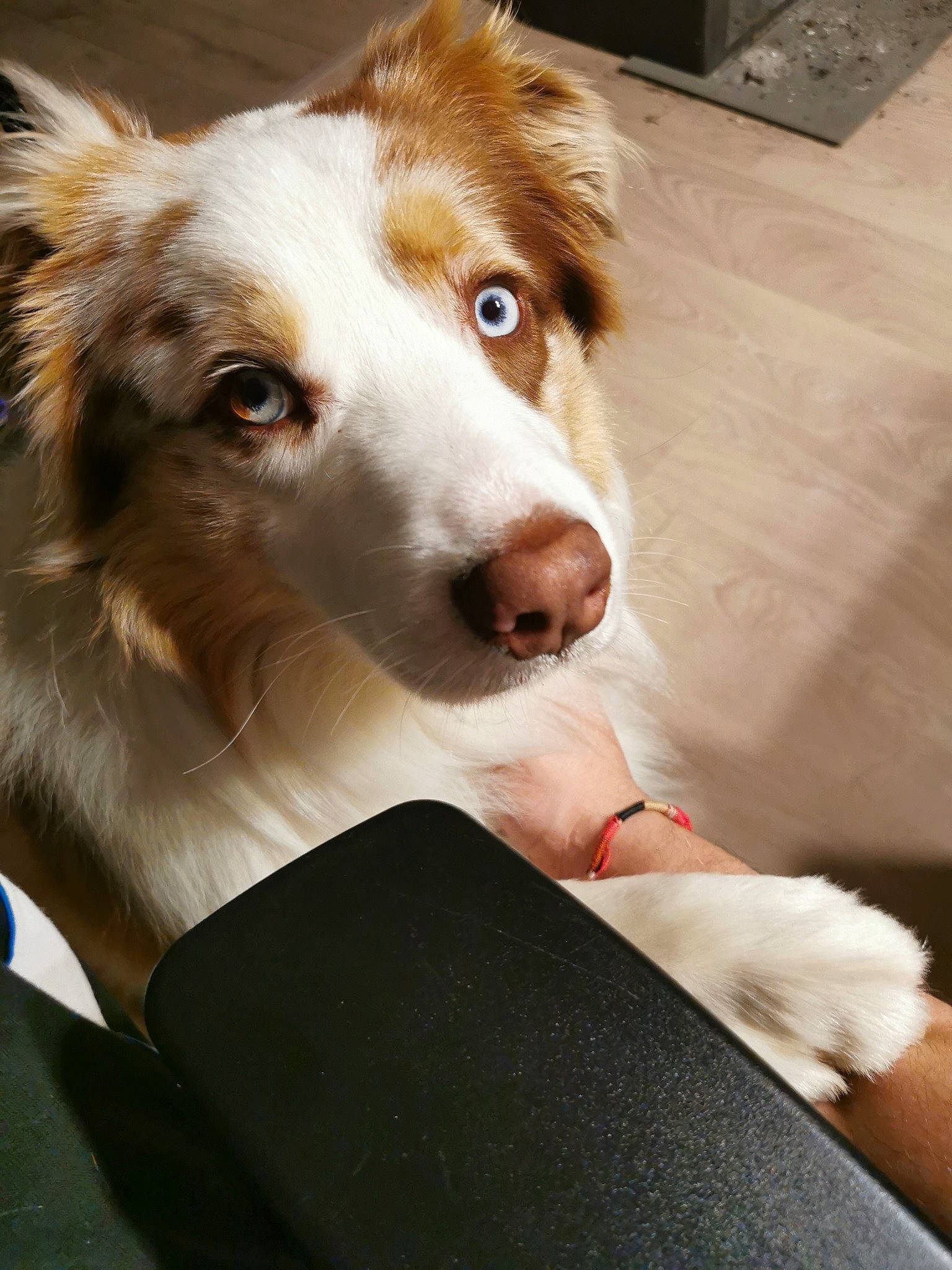 Hadès participe au concours pour gagner de l'argent avec cette photo : canidae, carnivore, companion_dog, dog, dog_breed, fur, herding_dog, sporting_group, terrestrial_animal, whiskers, working_dog