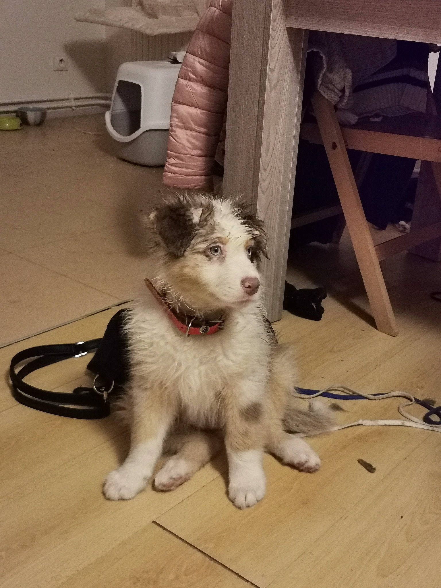 Hadès participe au concours pour gagner de l'argent avec cette photo : canidae, carnivore, chair, collar, companion_dog, dog, dog_breed, felidae, floor, flooring, fur, hardwood, paw, small_to_medium_sized_cats, snout, sporting_group, tail, whiskers, wood, working_animal