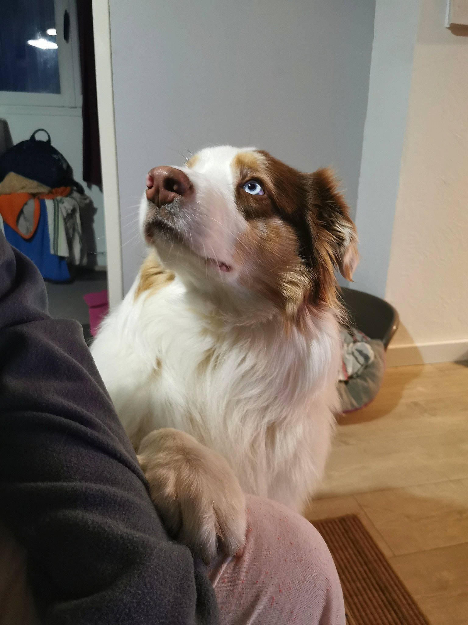 Hadès participe au concours pour gagner de l'argent avec cette photo : bag, carnivore, companion_dog, dog, dog_breed, fang, flooring, fur, hardwood, herding_dog, king_charles_spaniel, liver, luggage_and_bags, plant, spaniel, varnish, whiskers, wood, working_animal, working_dog