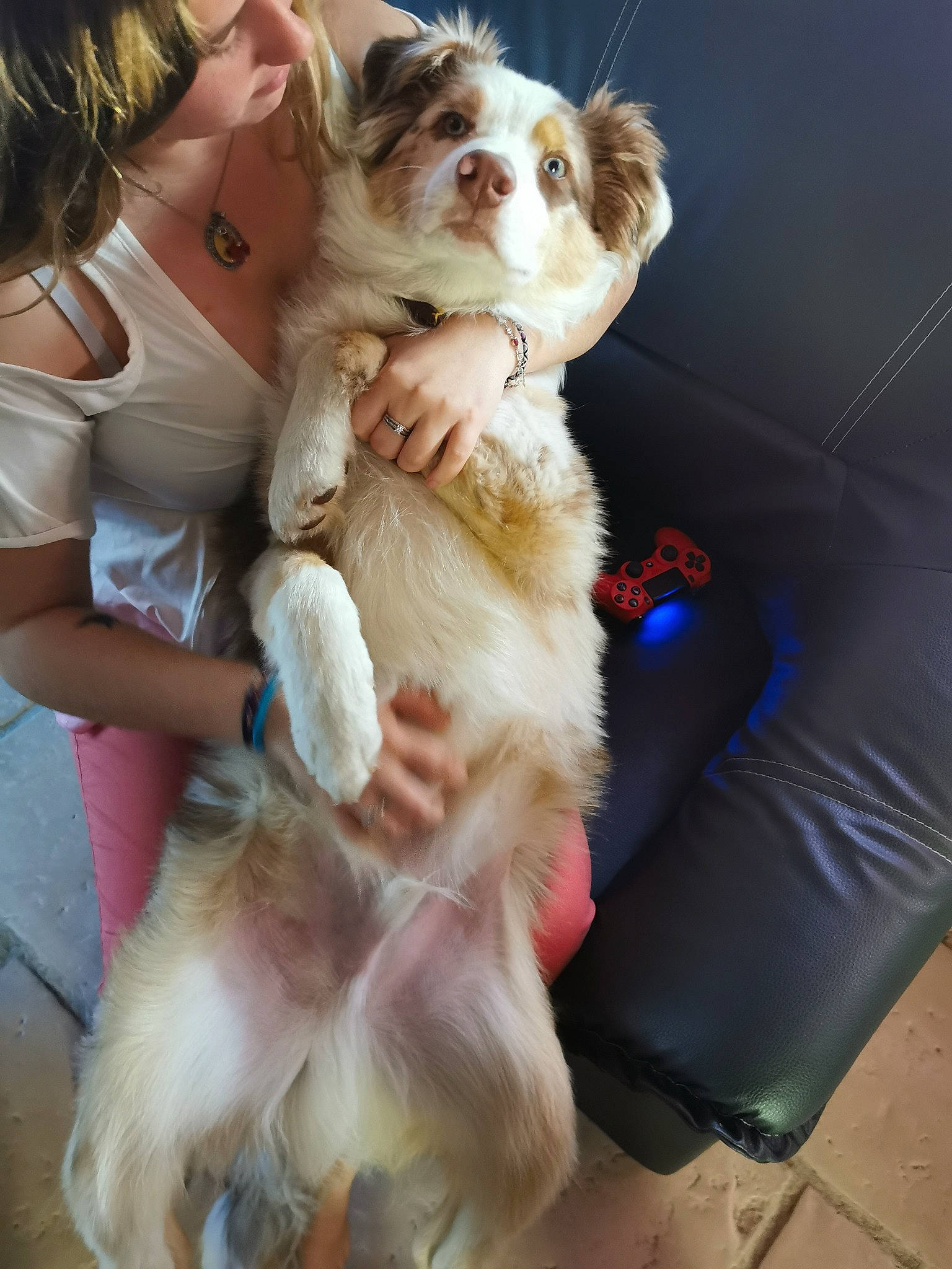 Hadès a rejoint le concours — aidez-le/la à gagner de superbes lots ! canidae, carnivore, companion_dog, dog, dog_breed, dog_clothes, dog_supply, eyewear, fawn, fun, fur, happy, leash, pet_supply, puppy_love, snout, sporting_group, sunglasses, toy_dog, working_animal