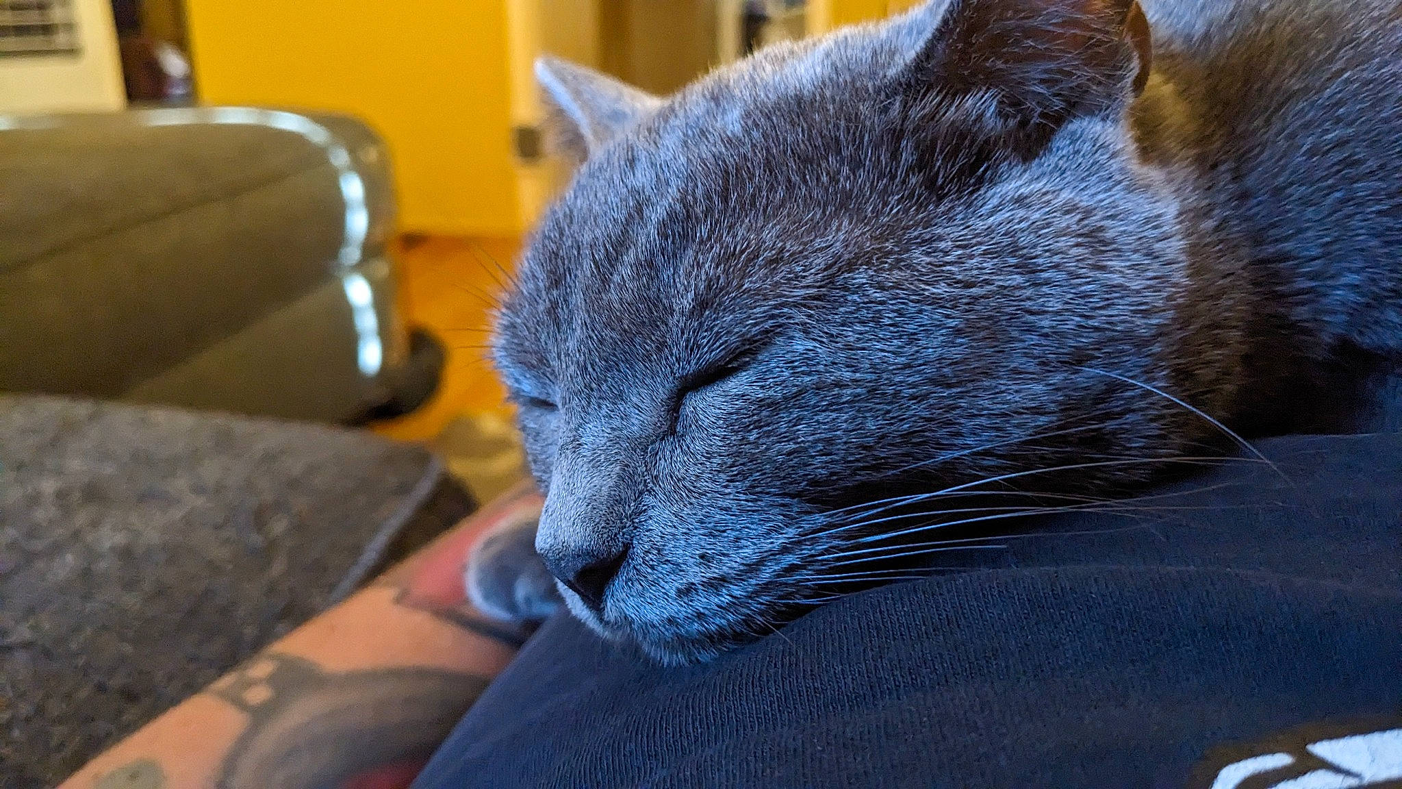 Blair joined the competition — help win amazing prizes! black_cat, carnivore, cat, chair, claw, comfort, domestic_short_haired_cat, electric_blue, felidae, fur, grey, nap, paw, russian_blue, small_to_medium_sized_cats, snout, tail, terrestrial_animal, whiskers