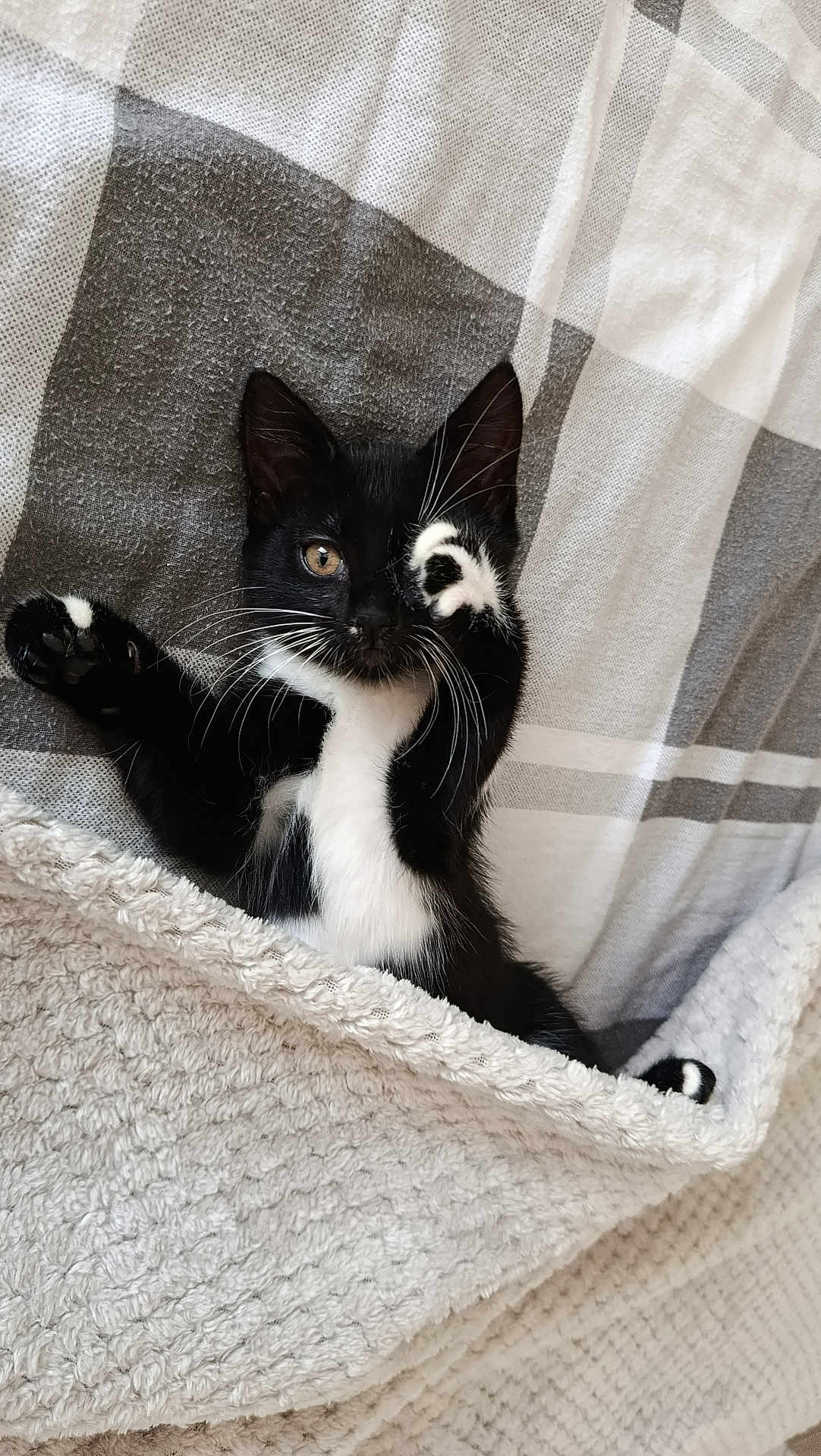 Nala