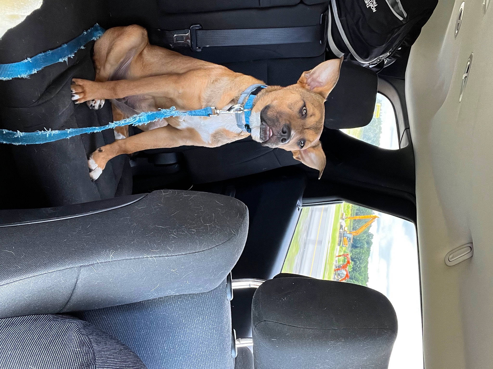 Tanner is registered to the contest to win money with this photo: auto_part, automotive_design, automotive_exterior, car, car_seat, car_seat_cover, carnivore, dog, gesture, hood, human_leg, leg, light, motor_vehicle, steering_part, steering_wheel, thigh, toy, vehicle, vehicle_door