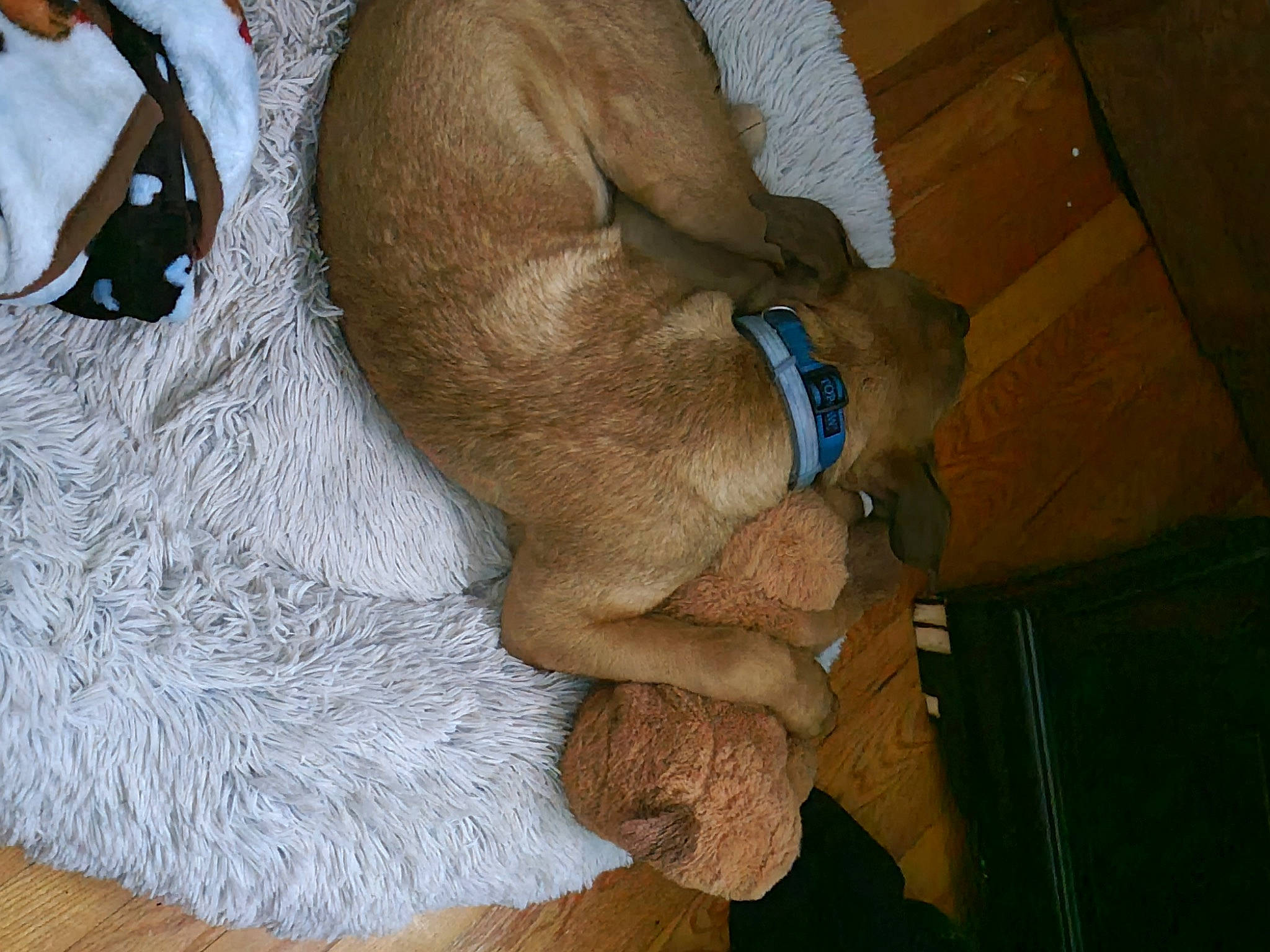 Tanner joined the competition — help win amazing prizes! blood_vessel, chest, electric_blue, flesh, flooring, foot, fur, hand, hardwood, human_leg, knee, nail, thigh, thumb, vein, wood, wool, wrinkle, wrist