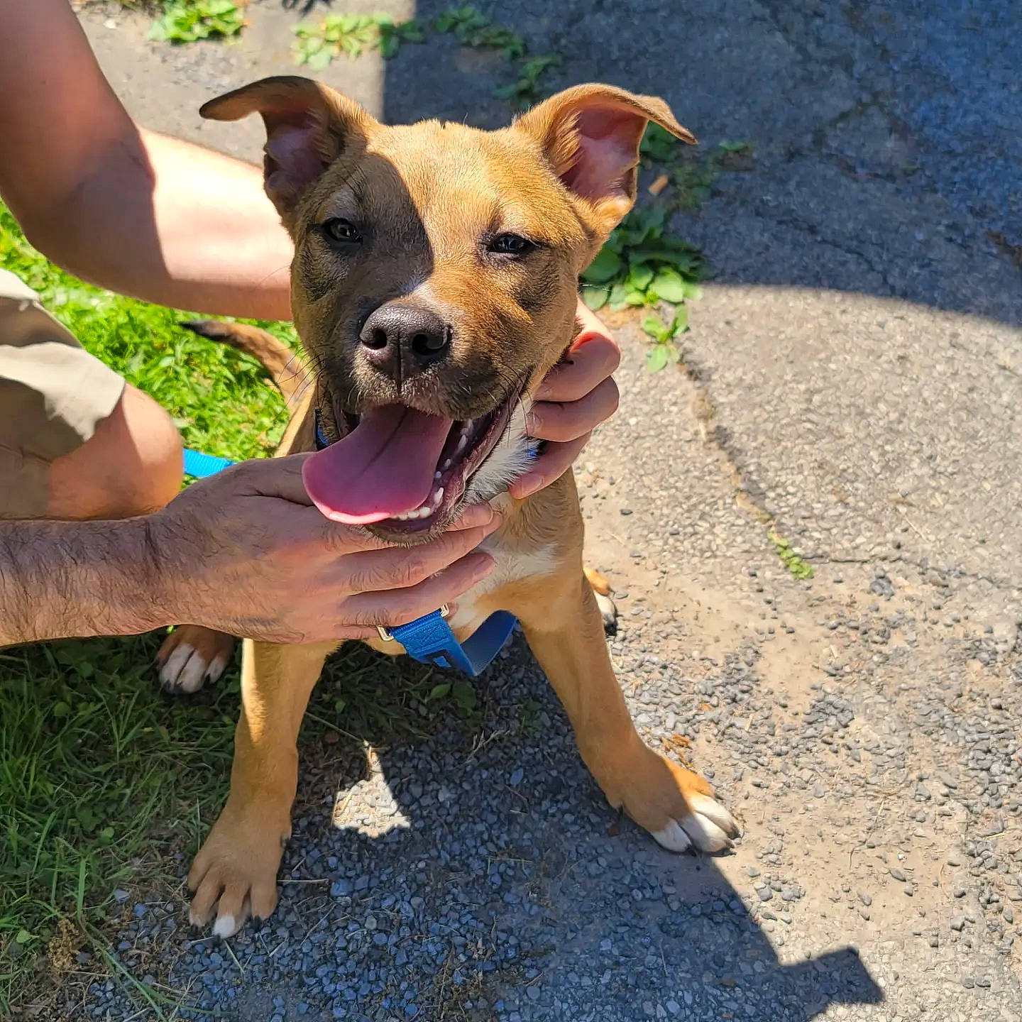 Tanner joined the competition — help win amazing prizes! adventure, carnivore, collar, companion_dog, dog, dog_breed, dog_clothes, dog_collar, dog_supply, fawn, grass, hat, pet_supply, plant, recreation, road_surface, shadow, snout, sporting_group, working_animal