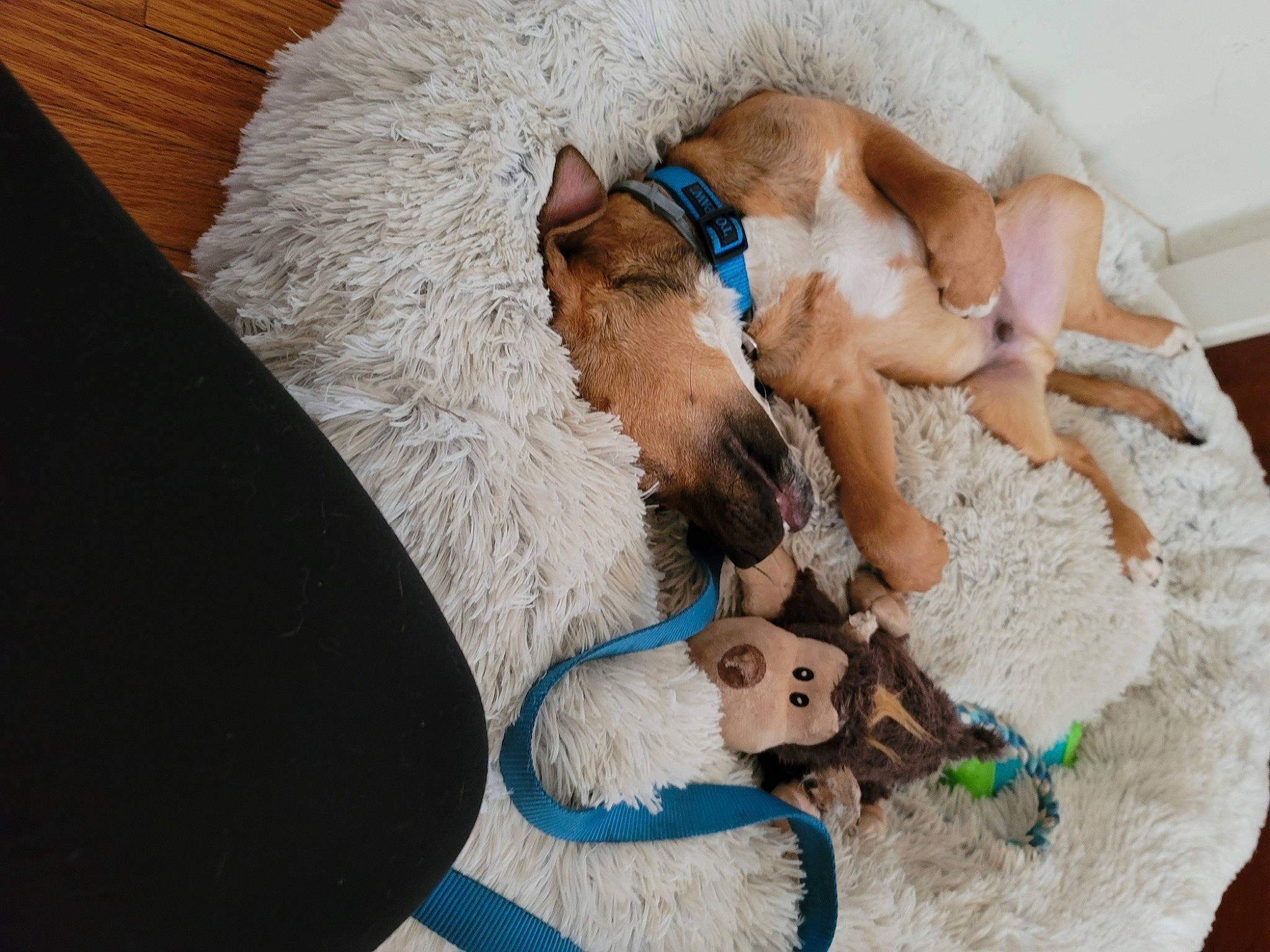 Tanner joined the competition — help win amazing prizes! art, carnivore, comfort, companion_dog, dog_breed, doll, fashion_accessory, fawn, feather, felidae, fur, linens, plush, small_to_medium_sized_cats, stuffed_toy, tail, teddy_bear, textile, toy, wool