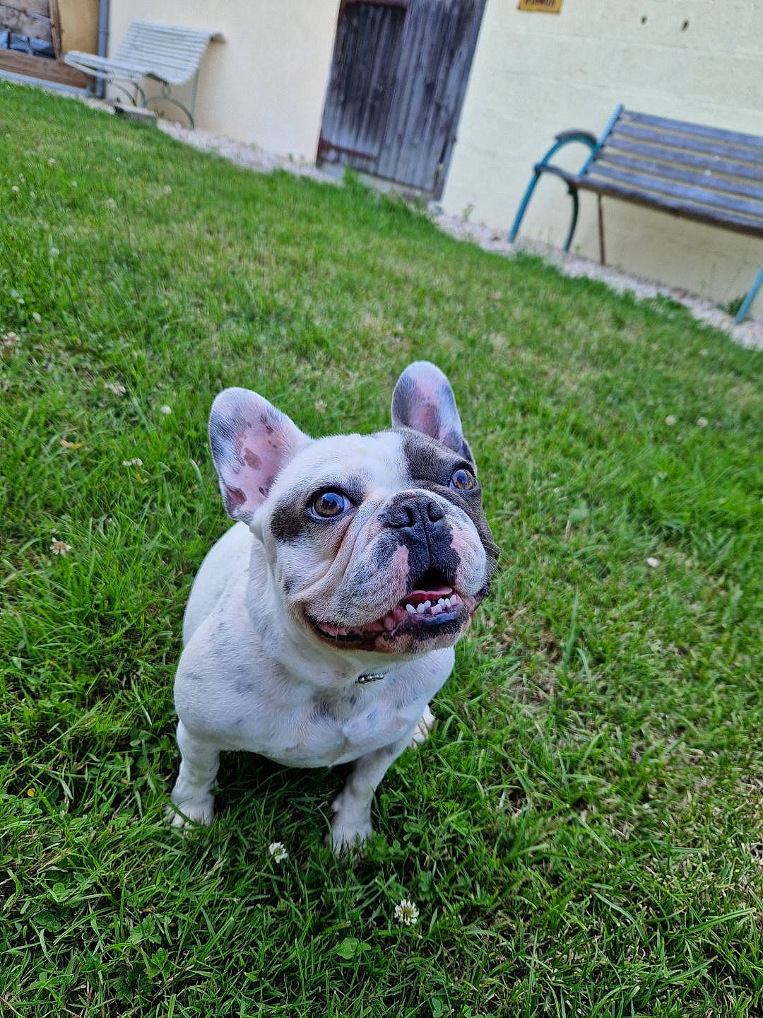 Sami a rejoint le concours — aidez-le/la à gagner de superbes lots ! bench, bulldog, canidae, carnivore, companion_dog, dog, dog_breed, fawn, grass, groundcover, lawn, non_sporting_group, old_english_bulldog, outdoor_furniture, plant, snout, sporting_group, terrestrial_animal, toy_dog, working_animal