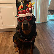 Jameson joined the competition — help win amazing prizes! beads, cabinet, christmas, costume, curtains, decoration, dog, festive, floor, glasses, hat, holiday, indoor, jingle_bells, nutcracker, pet, reindeer, rottweiler, window, wooden_floor